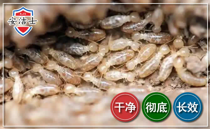 金东区白蚁防治