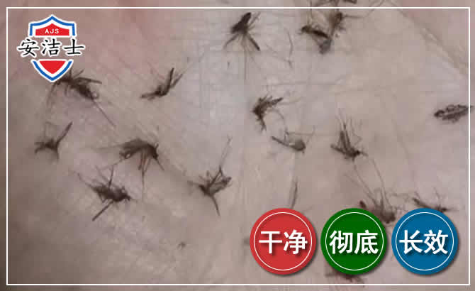 金东区蚊子防治-灭蚊