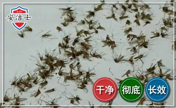金东区苍蝇防治-灭蝇
