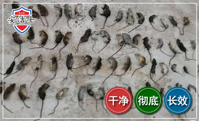 金东区鼠害防治-灭鼠