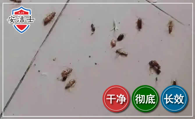 金东区蟑螂防治-灭蟑螂