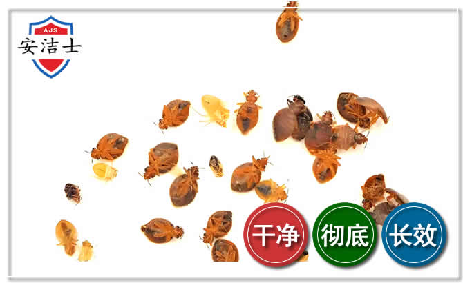 金东区臭虫防治-消灭臭虫